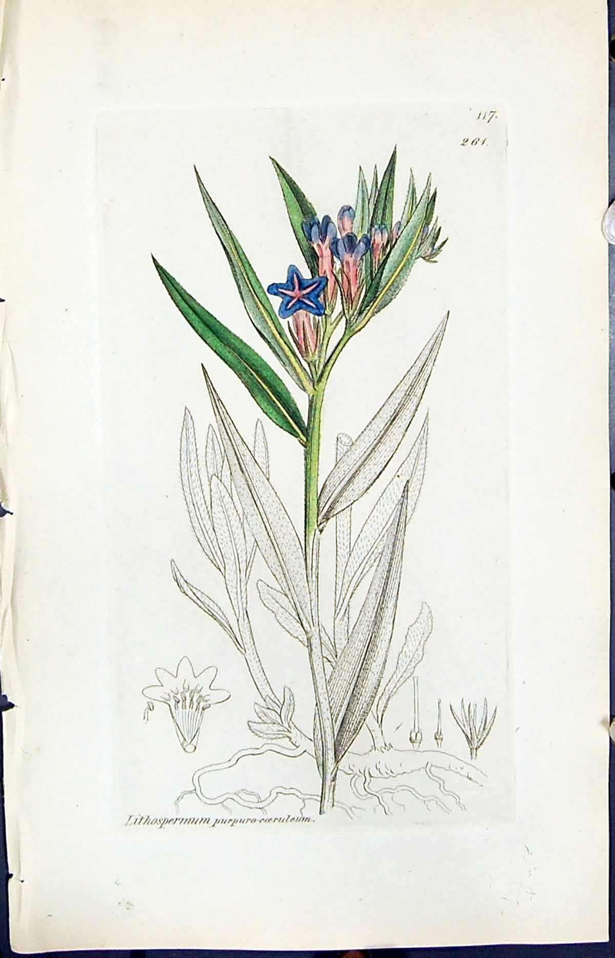 Antique Print Lithospermum Purpuro Smith Sowerby 1847 British Plants Botany