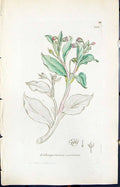 Old Print Lithospermum Maritimum Smith Sowerby 1847 British Plants Botany 19th