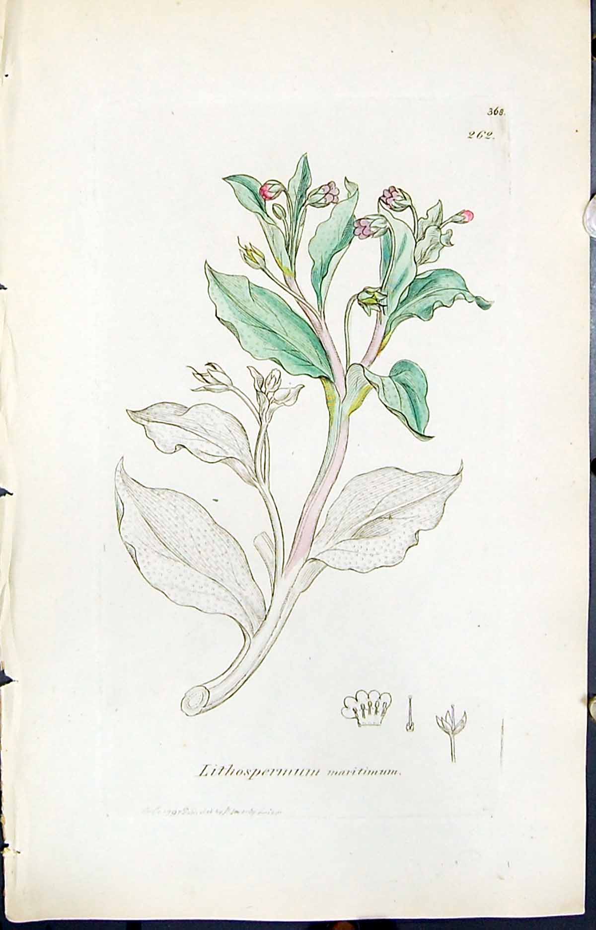 Old Print Lithospermum Maritimum Smith Sowerby 1847 British Plants Botany 19th
