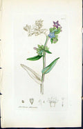 Antique Print Anchusa Officinalis Smith Sowerby 1847 British Plants Botany 19th