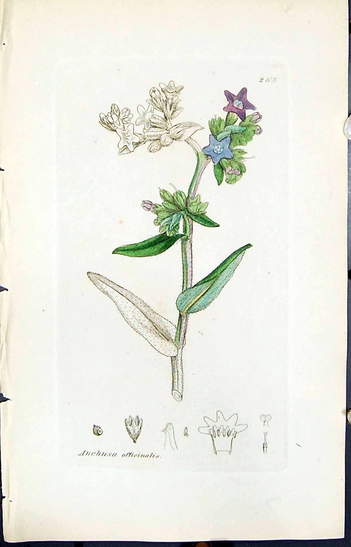 Antique Print Anchusa Officinalis Smith Sowerby 1847 British Plants Botany 19th