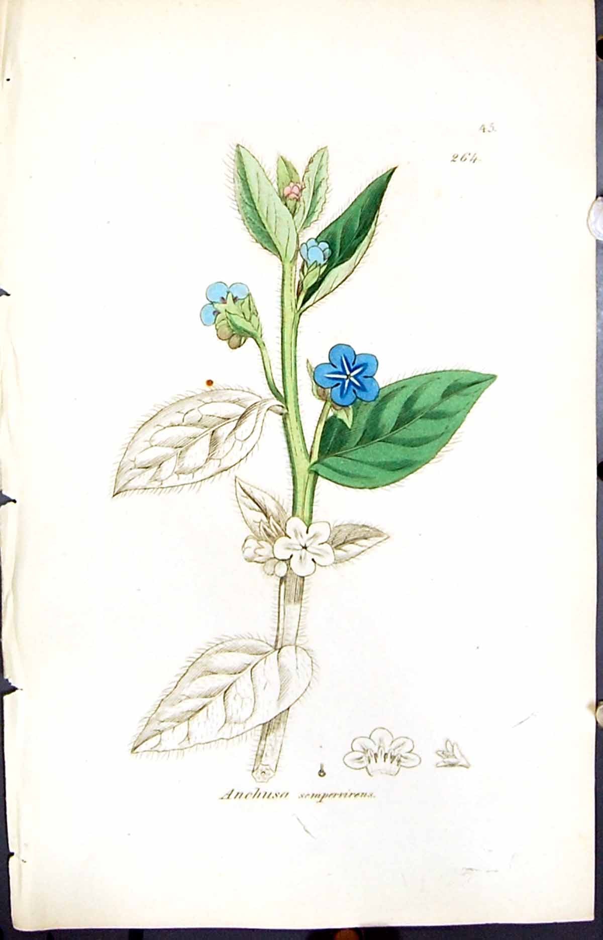 Antique Print Anchusa Sempervirens Smith Sowerby 1847 British Plants Botany
