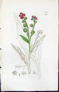 Old Print Cynoglossum Officinale Smith Sowerby 1847 British Plants Botany 19th