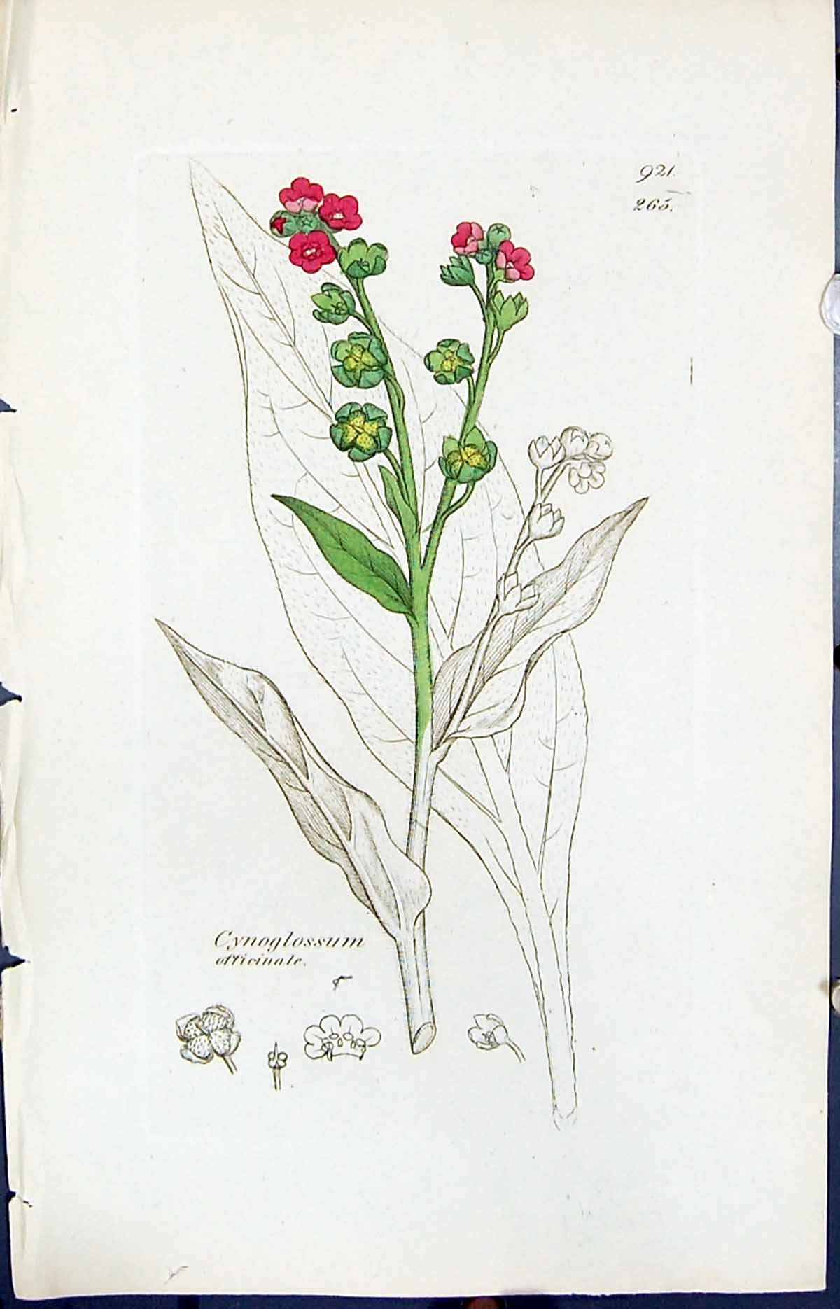 Old Print Cynoglossum Officinale Smith Sowerby 1847 British Plants Botany 19th