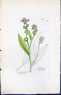 Old Print Cynoglossum Sylvaticum Smith Sowerby 1847 British Plants Botany 19th