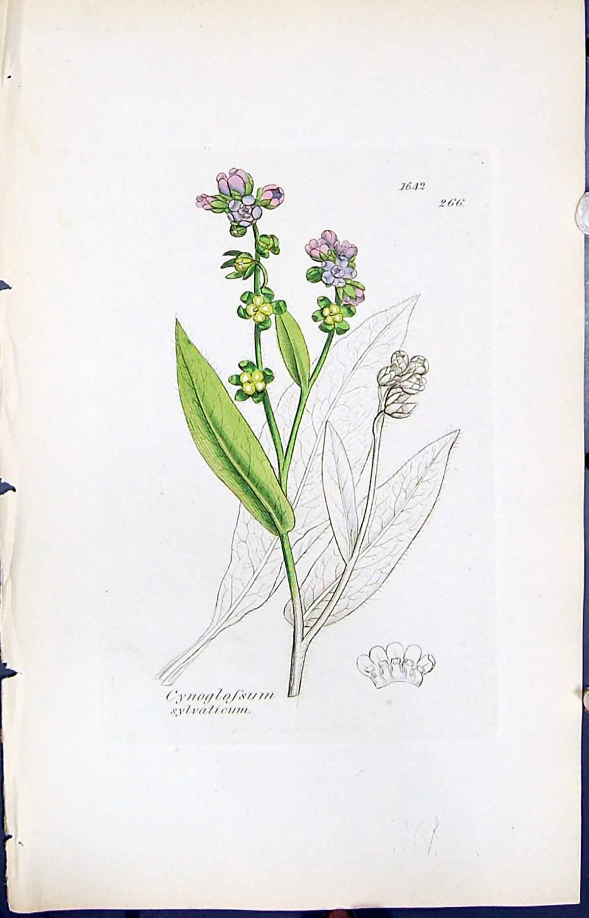 Old Print Cynoglossum Sylvaticum Smith Sowerby 1847 British Plants Botany 19th