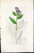 Old Print Pulmonaria Officinalis Smith Sowerby 1847 British Plants Botany 19th