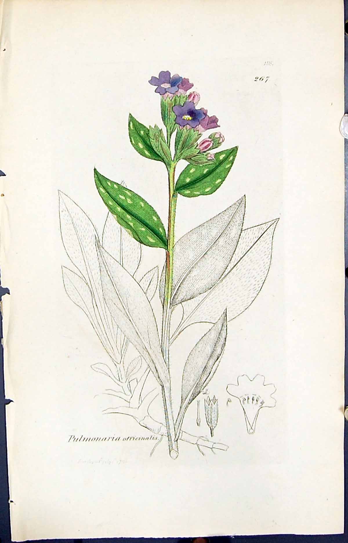 Old Print Pulmonaria Officinalis Smith Sowerby 1847 British Plants Botany 19th