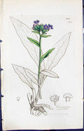 Old Pulmonaria Angustifolia Smith Sowerby 1847 British Plants Botany Victorian