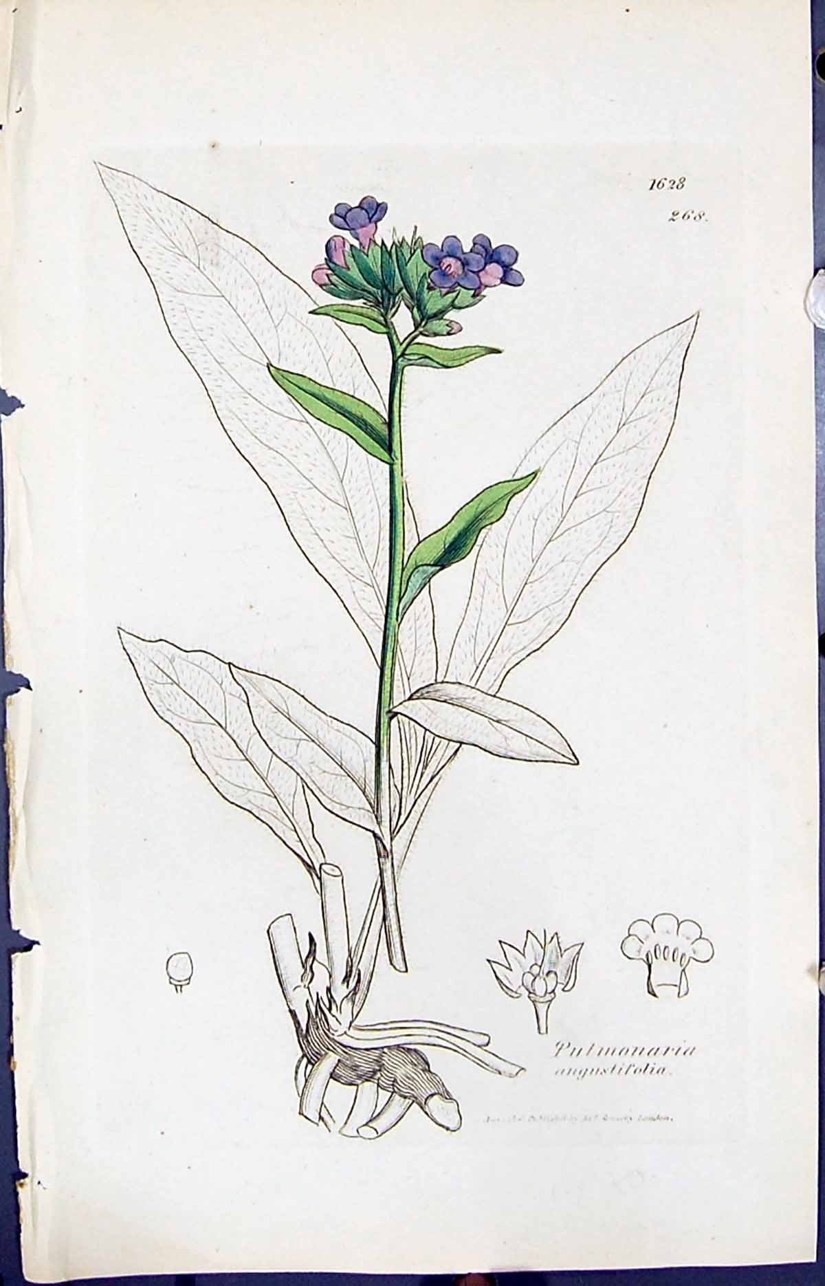 Old Pulmonaria Angustifolia Smith Sowerby 1847 British Plants Botany Victorian