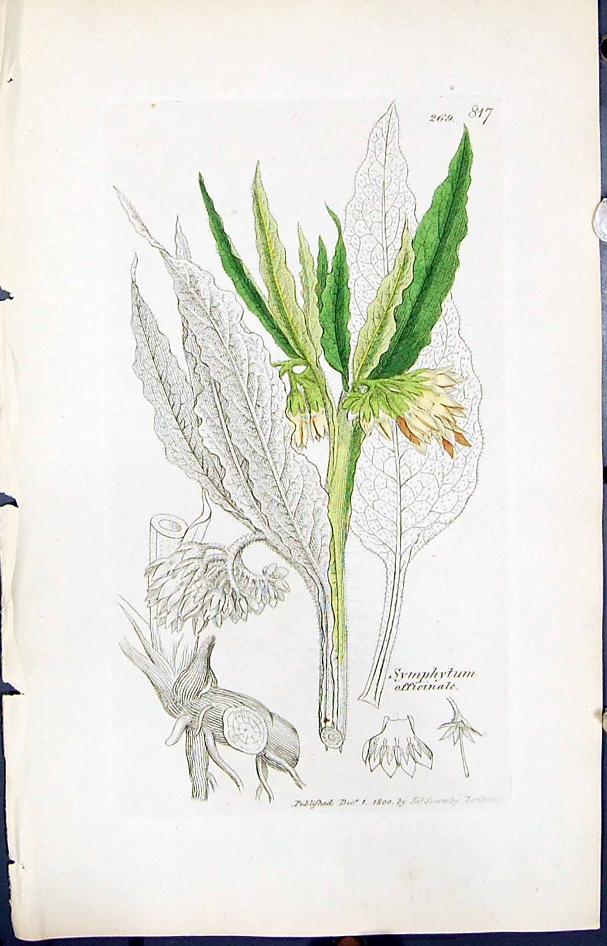 Antique Print Symphytum Officinale Smith Sowerby 1847 British Plants Botany