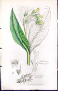 Antique Print Symphytum Tuberosum Smith Sowerby 1847 British Plants Botany 19th