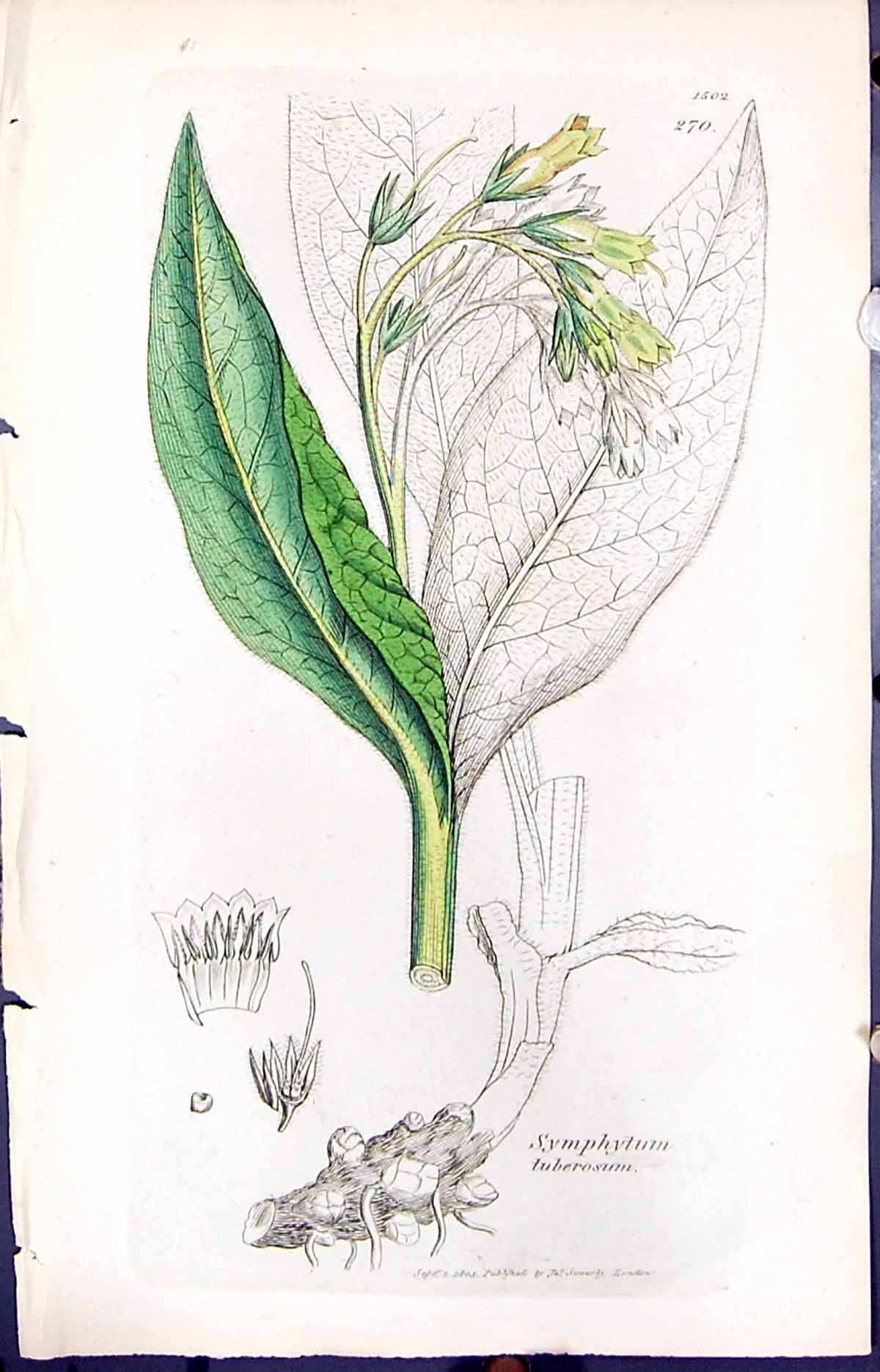 Antique Print Symphytum Tuberosum Smith Sowerby 1847 British Plants Botany 19th
