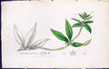 Antique Print Asperugo Procumbens Smith Sowerby 1847 British Plants Botany 19th