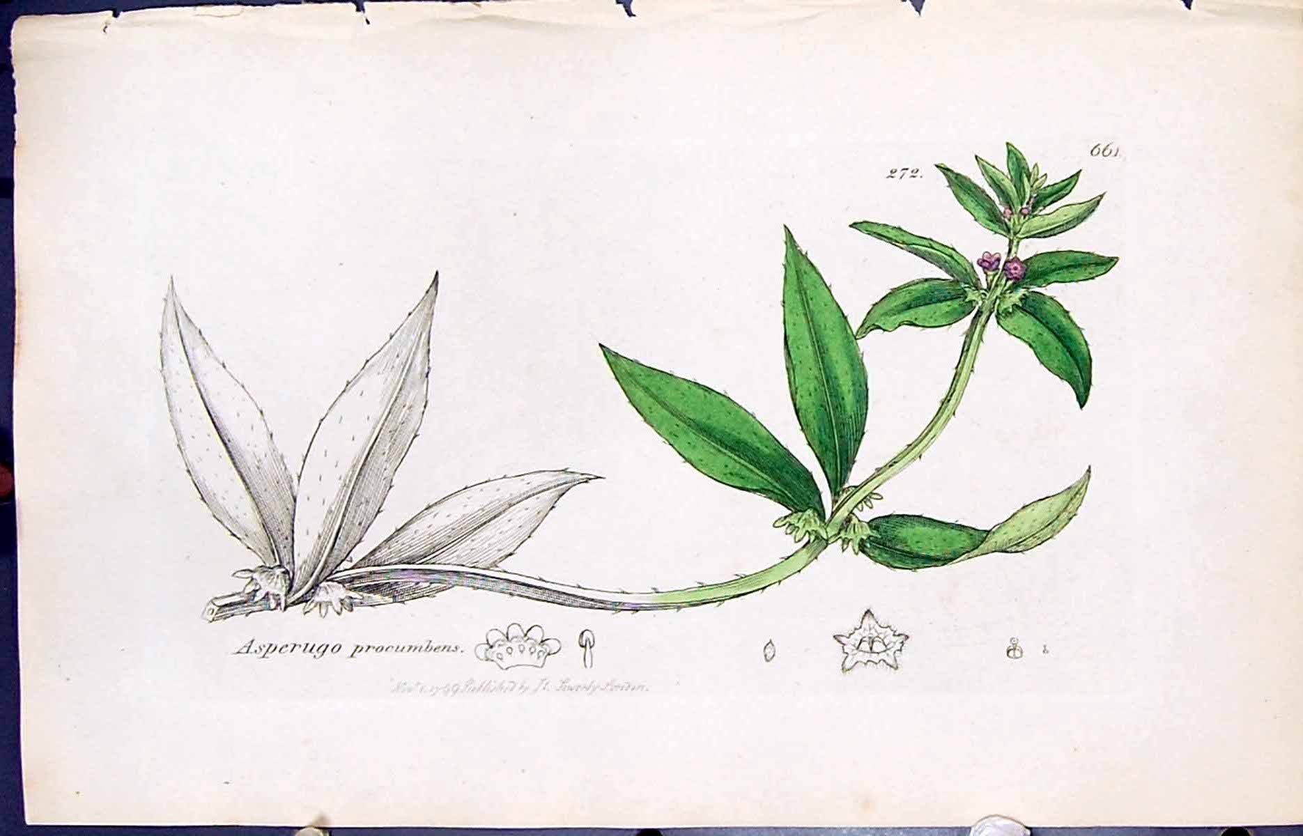 Antique Print Asperugo Procumbens Smith Sowerby 1847 British Plants Botany 19th
