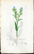 Antique Old Print Lycopsis Arvensis Smith Sowerby 1847 British Plants Botany