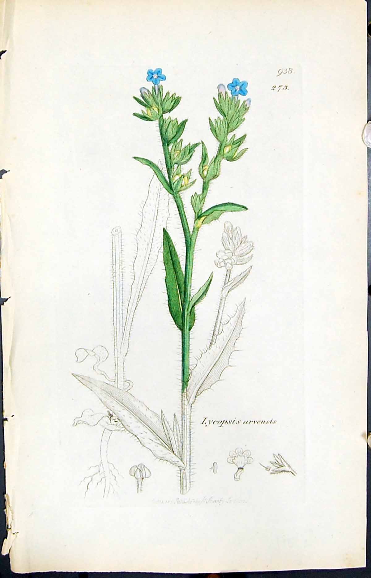 Antique Old Print Lycopsis Arvensis Smith Sowerby 1847 British Plants Botany