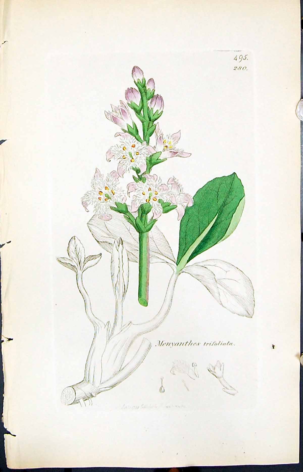 Old Print Menyanthes Trifoliata Smith Sowerby 1847 British Plants Botany 19th