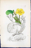 Old Menyanthes Nymphoeoides Smith Sowerby 1847 British Plants Botany Victorian