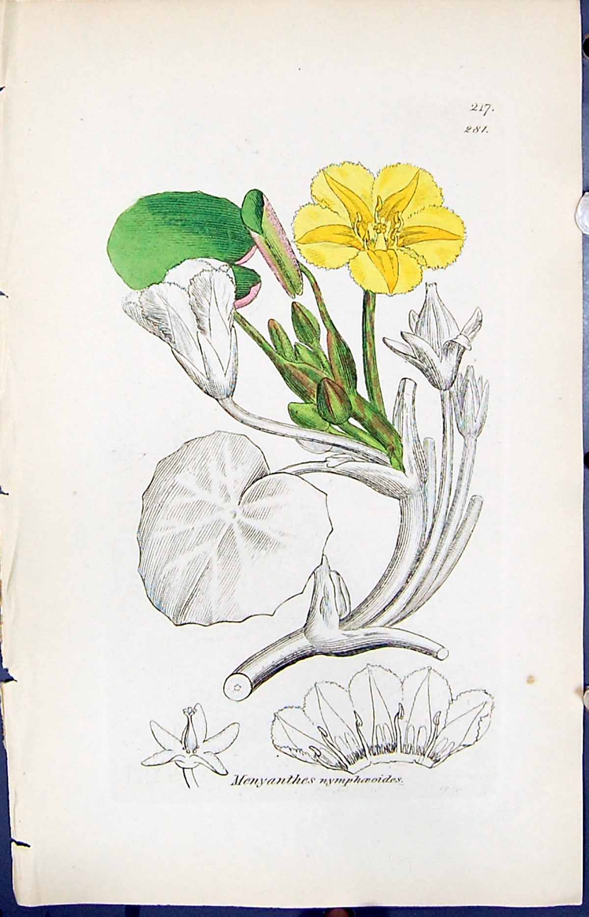 Old Menyanthes Nymphoeoides Smith Sowerby 1847 British Plants Botany Victorian