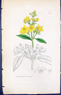 Antique Print Lysimachia Vulgaris Smith Sowerby 1847 British Plants Botany 19th