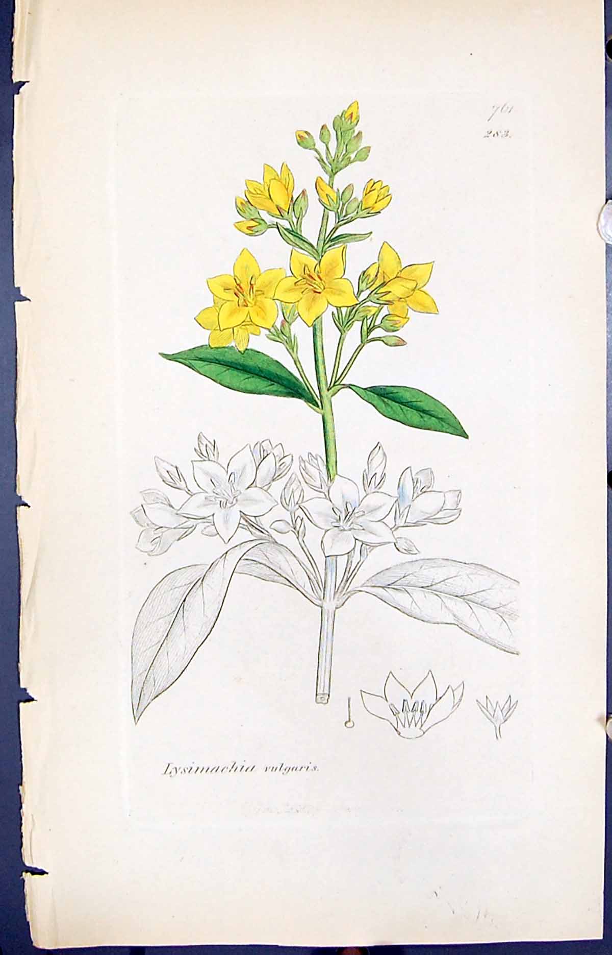 Antique Print Lysimachia Vulgaris Smith Sowerby 1847 British Plants Botany 19th