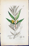 Old Print Lysimachia Thyrsiflora Smith Sowerby 1847 British Plants Botany 19th