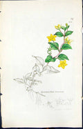Antique Old Print Lysimachia Nemorum Smith Sowerby 1847 British Plants Botany
