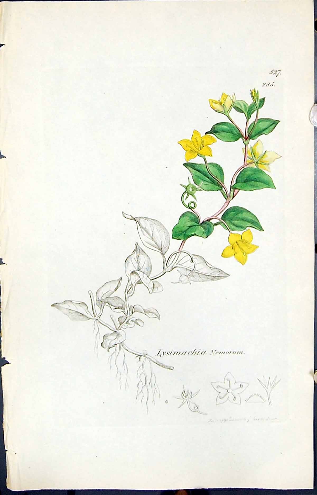 Antique Old Print Lysimachia Nemorum Smith Sowerby 1847 British Plants Botany