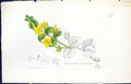Old Print Lysimachia Nummularia Smith Sowerby 1847 British Plants Botany 19th