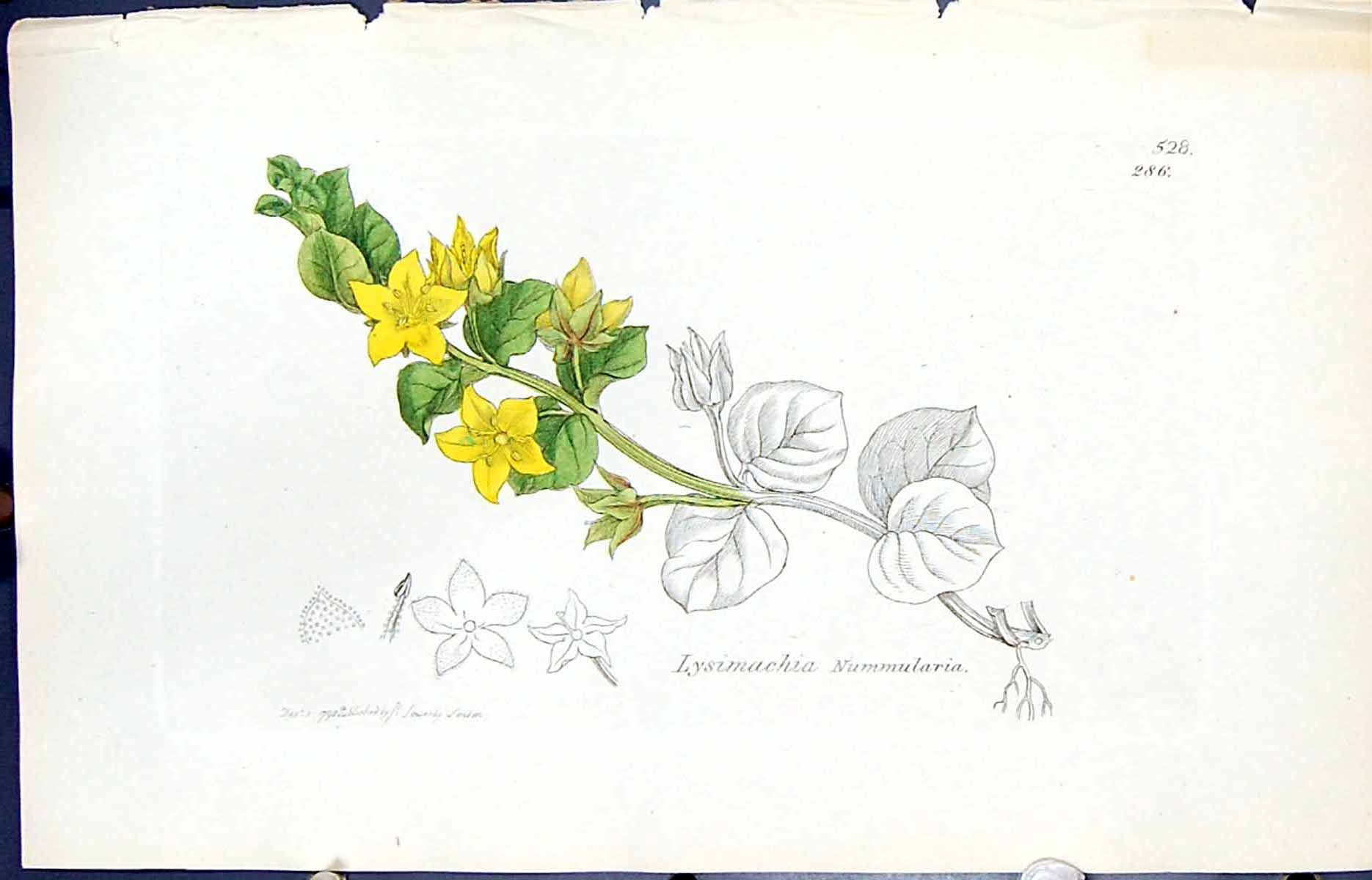 Old Print Lysimachia Nummularia Smith Sowerby 1847 British Plants Botany 19th