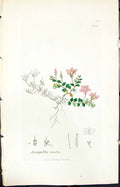 Antique Old Print Anagallis Tenella Smith Sowerby 1847 British Plants Botany