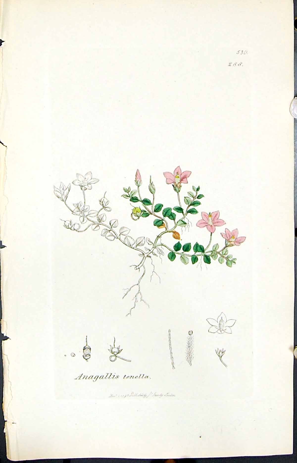 Antique Old Print Anagallis Tenella Smith Sowerby 1847 British Plants Botany