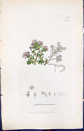 Antique Old Print Azalea Procumbens Smith Sowerby 1847 British Plants Botany