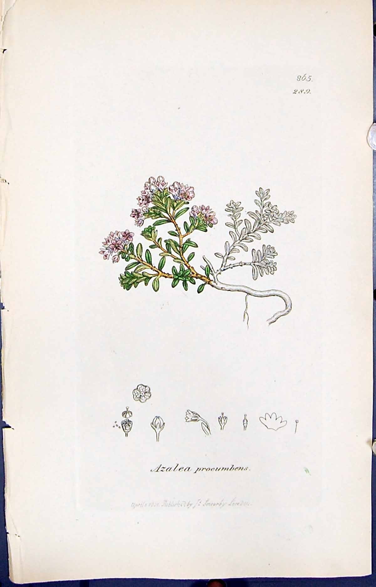 Antique Old Print Azalea Procumbens Smith Sowerby 1847 British Plants Botany