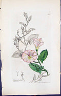 Antique Print Convolvulus Arvensis Smith Sowerby 1847 British Plants Botany