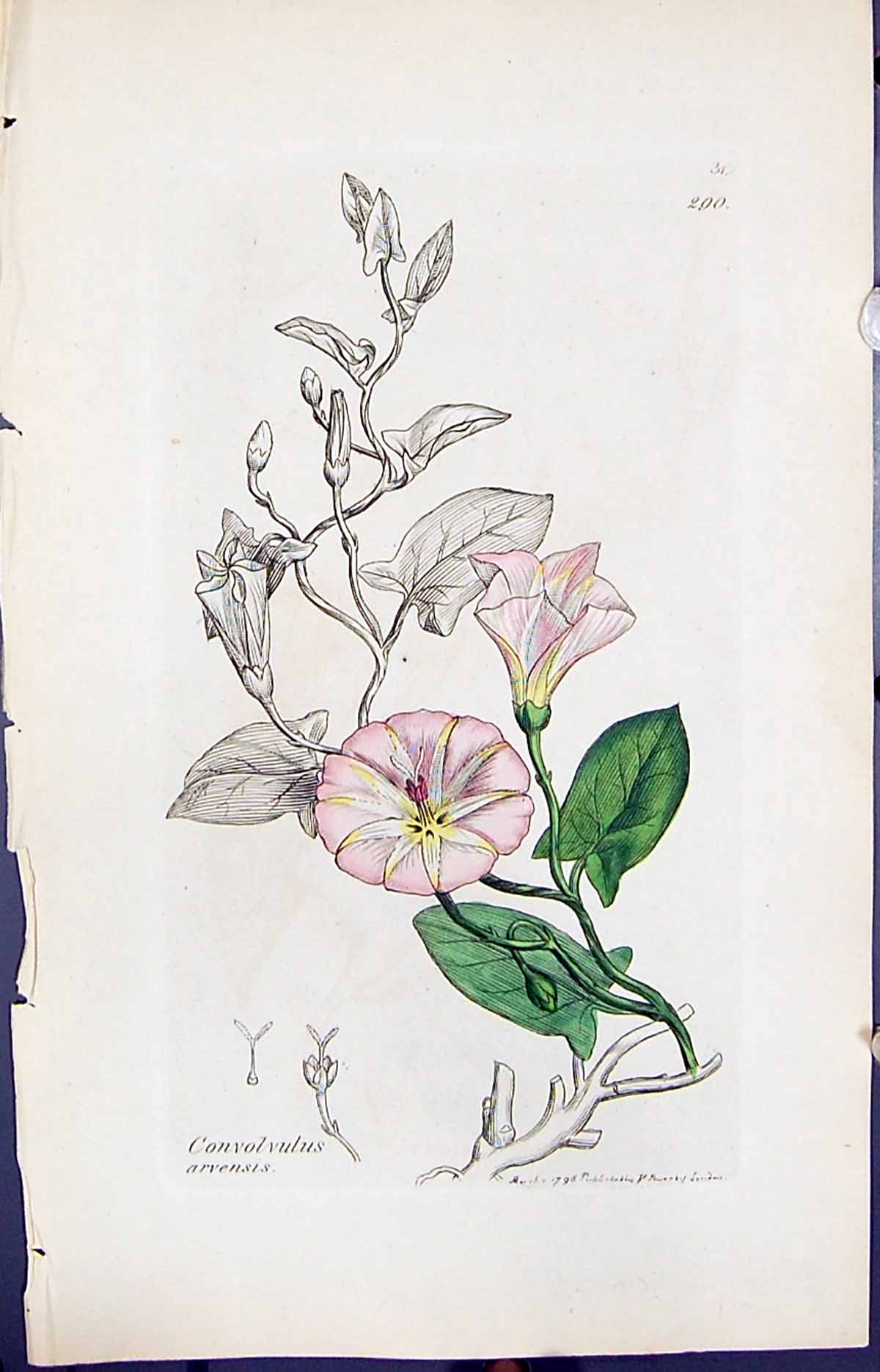 Antique Print Convolvulus Arvensis Smith Sowerby 1847 British Plants Botany
