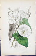 Antique Old Print Convolvulus Speium Smith Sowerby 1847 British Plants Botany