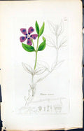 Antique Old Print Vinca Minor Colour Smith Sowerby 1847 British Plants Botany