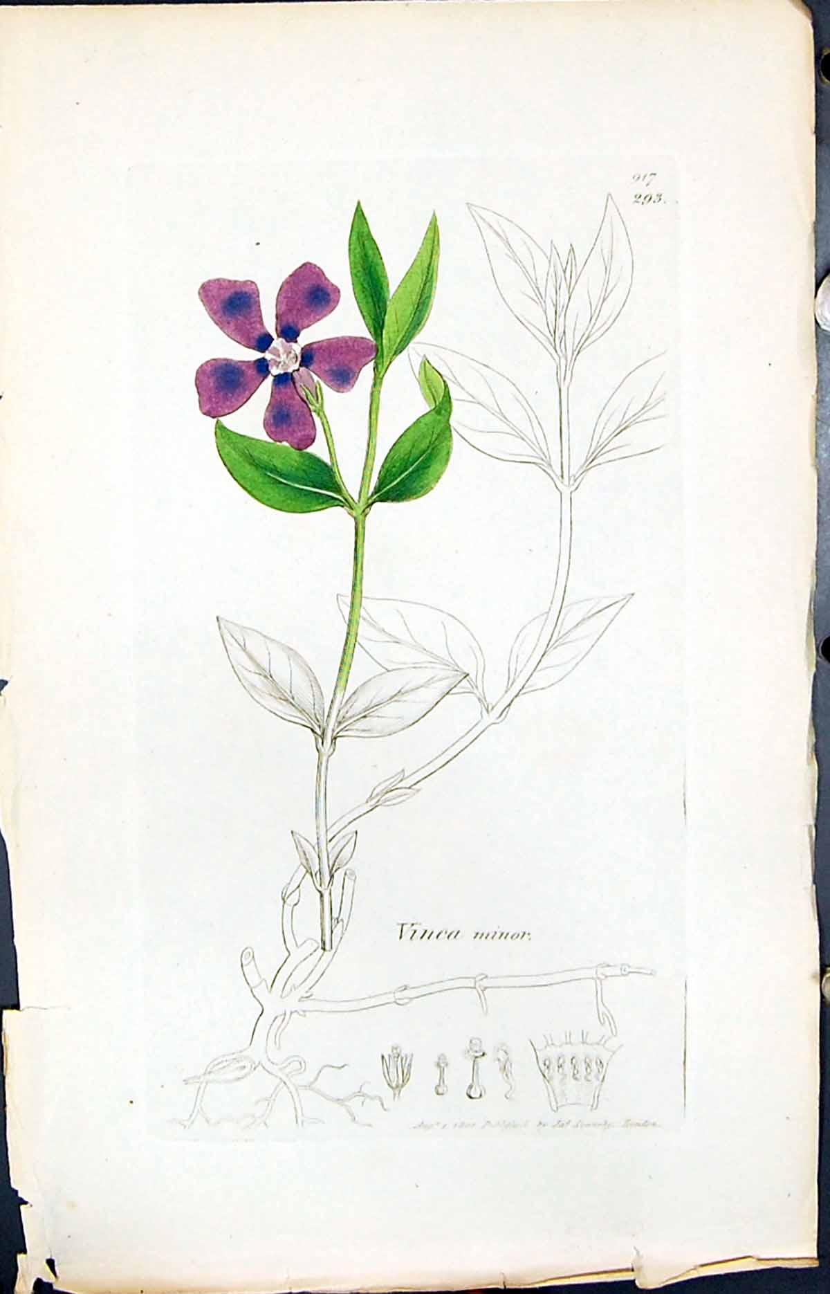 Antique Old Print Vinca Minor Colour Smith Sowerby 1847 British Plants Botany
