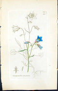 Old Print Campanula Rotundifolia Smith Sowerby 1847 British Plants Botany 19th