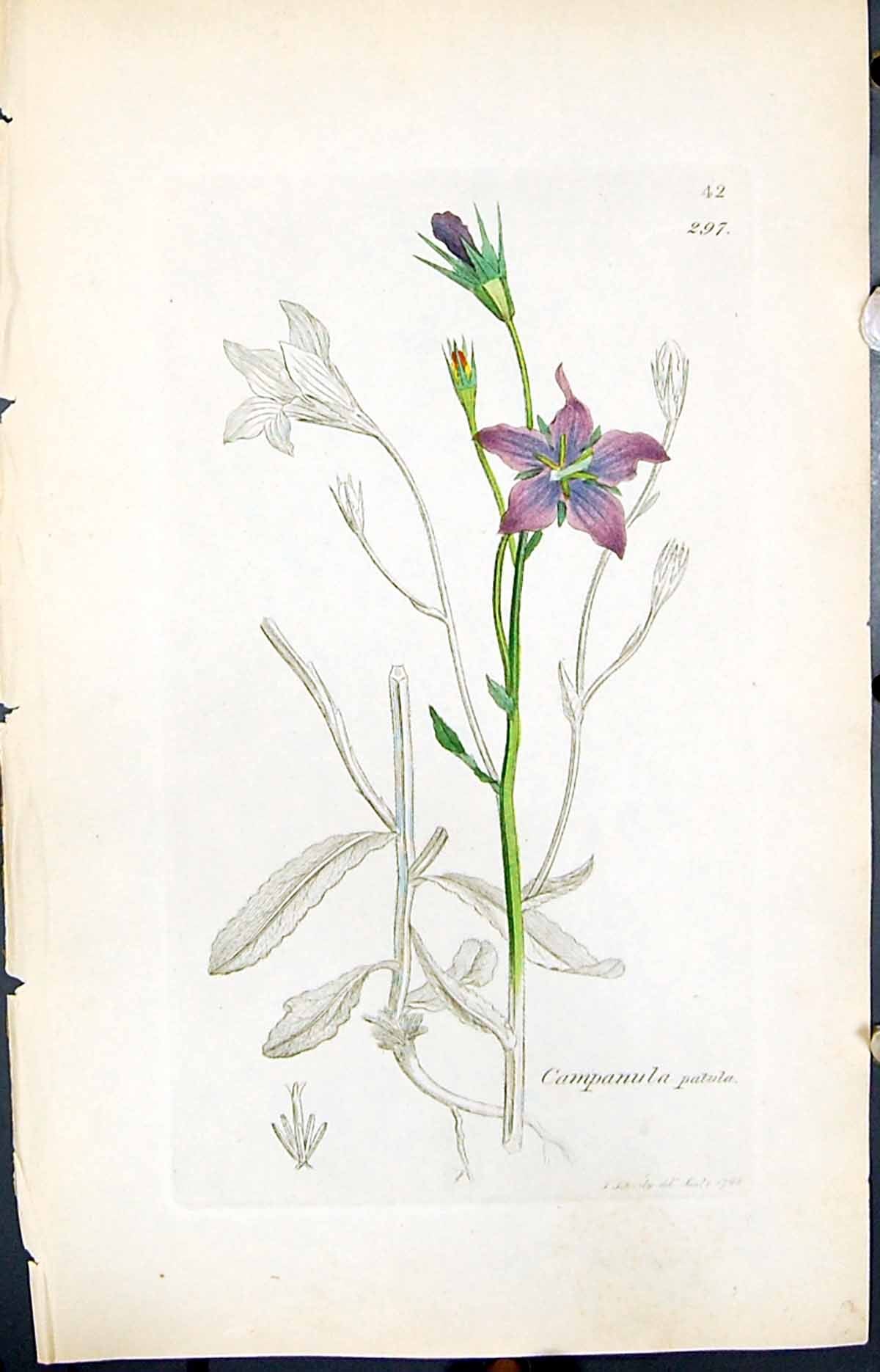 Antique Old Print Campanula Patula Smith Sowerby 1847 British Plants Botany