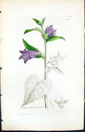 Old Print Campanula Trachielium Smith Sowerby 1847 British Plants Botany 19th