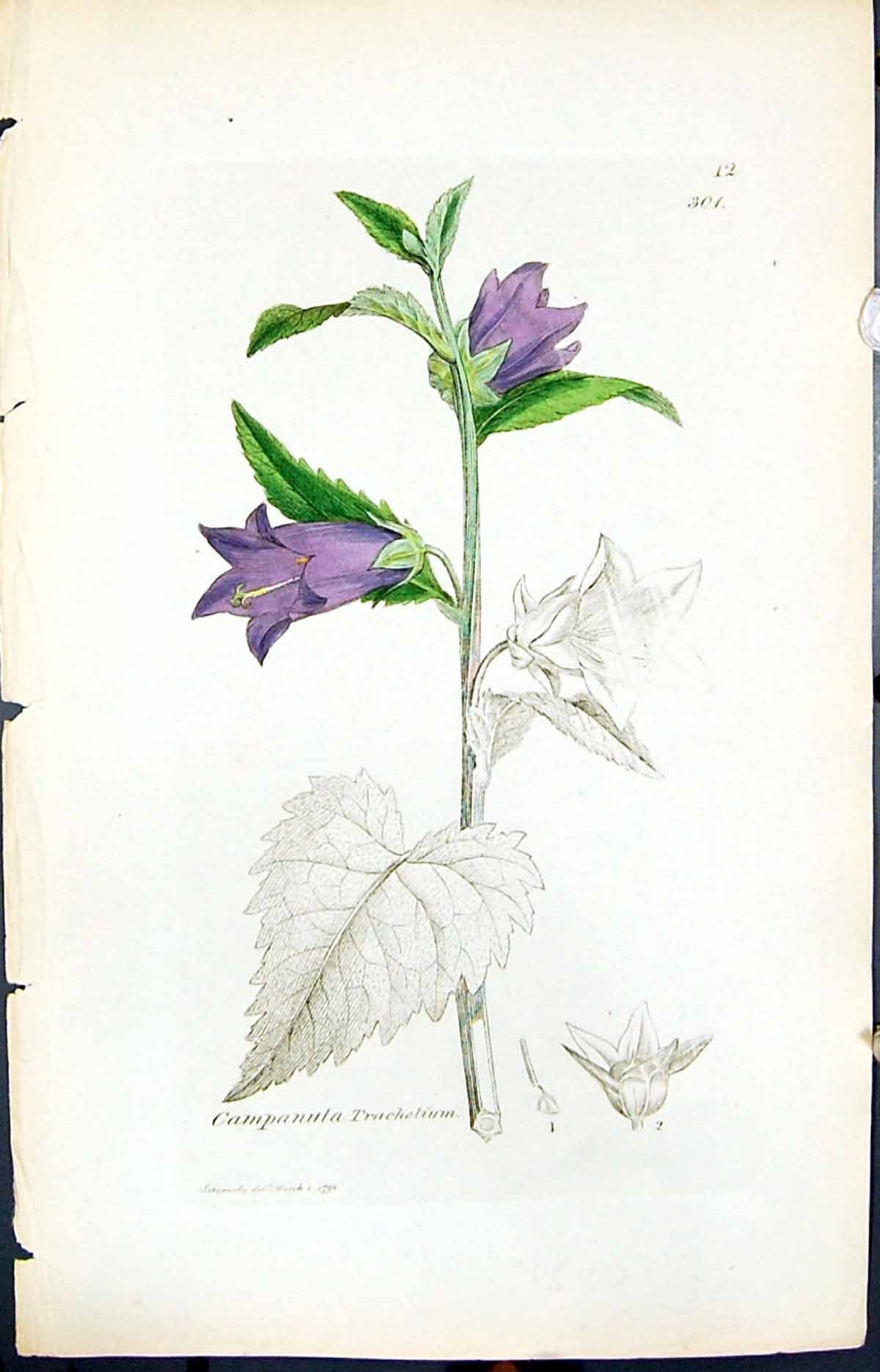 Old Print Campanula Trachielium Smith Sowerby 1847 British Plants Botany 19th