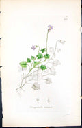 Antique Print Campanula Hederacca Smith Sowerby 1847 British Plants Botany 19th
