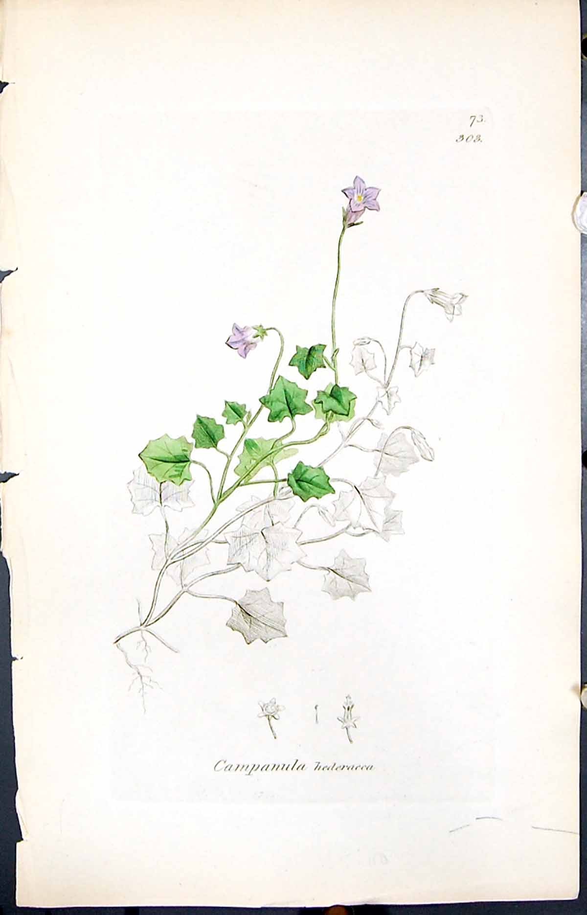 Antique Print Campanula Hederacca Smith Sowerby 1847 British Plants Botany 19th