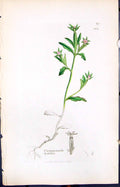 Antique Old Print Campanula Hybrida Smith Sowerby 1847 British Plants Botany
