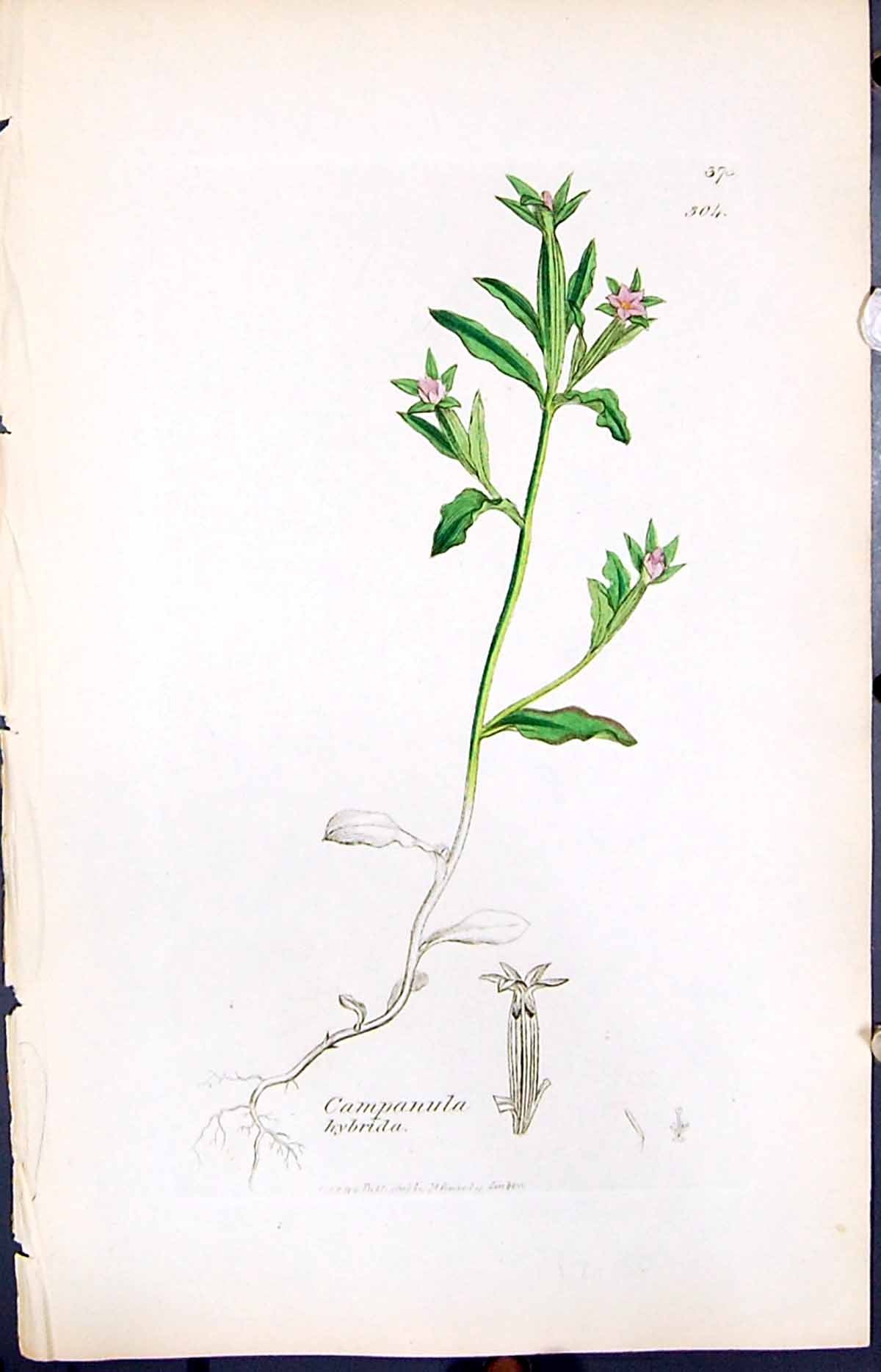 Antique Old Print Campanula Hybrida Smith Sowerby 1847 British Plants Botany