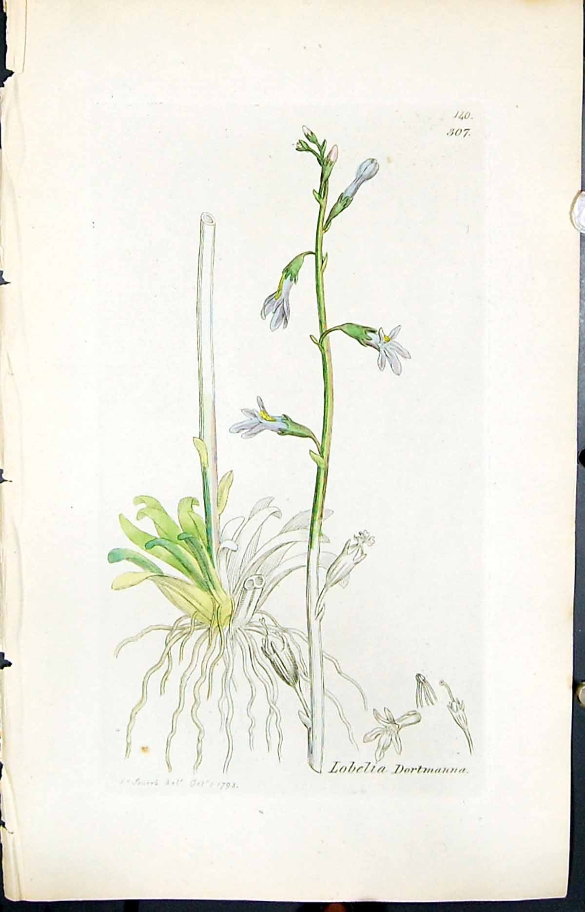 Antique Old Print Lobelia Dortmanna Smith Sowerby 1847 British Plants Botany