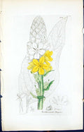 Antique Old Print Verbascum Thapsus Smith Sowerby 1847 British Plants Botany
